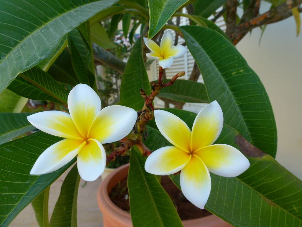 Flower_ (5).JPG